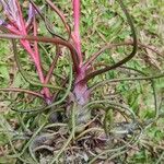 Tillandsia bulbosa 葉