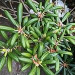 Rhododendron campanulatum Folha