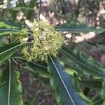 Pittosporum eugenioides