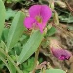 Tephrosia purpurea 花