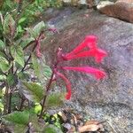 Fuchsia triphyllaFlor