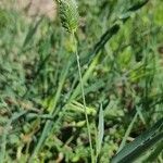 Phalaris minor 整株植物