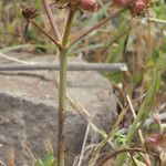 Oenanthe globulosa Агульны выгляд