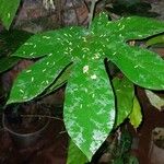 Cecropia obtusa Fuelha