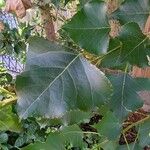 Populus x canadensis Leaf