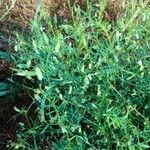 Vicia tetrasperma Fruit