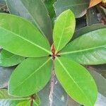 Corynocarpus laevigatus ഇല
