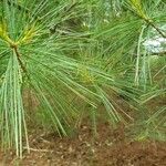 Pinus strobus Blatt