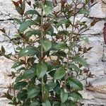 Photinia glabraBlad