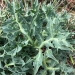 Eryngium campestre Blatt