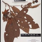 Gustavia elliptica Fruto