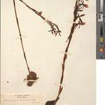 Habenaria nicholsonii Otro