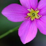 Sabatia grandiflora Flor