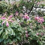 Ceiba speciosa Kvet