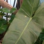 Philodendron burle-marxii Leaf