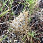 Rhaponticum coniferum Blatt