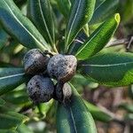 Pittosporum viridiflorum Плід