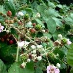 Rubus fruticosus ফল