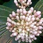 Medinilla intermedia Цветок