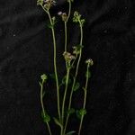 Conocliniopsis prasiifolia Hoja