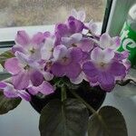 Saintpaulia ionantha Flor