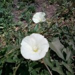 Calystegia macrostegia Tervik taim