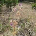 Eryngium leavenworthii Συνήθη χαρακτηριστικά