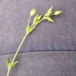 Arenaria serpyllifolia Feuille