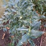 Sarcococca orientalis List