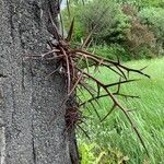 Gleditsia sinensis Bark