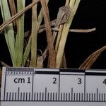 Carex uncinioides 其他