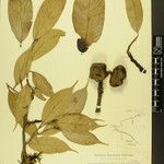 Lithocarpus pachyphyllus Annet