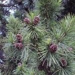 Sciadopitys verticillata Fruit