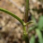 Trifolium vesiculosum Rhisgl