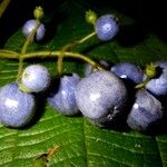 Miconia heteroclita Fruchs