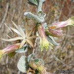 Brickellia californica Flower