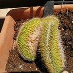 Weberbauerocereus winterianus Hoja