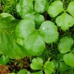 Coptis trifolia Hoja