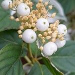 Cornus alba Frucht