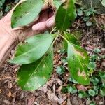 Kalmia latifoliaLeaf