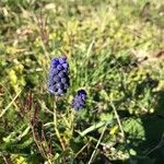 Muscari neglectumFlower