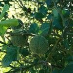 Citrus trifoliata Fruit