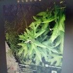Girardinia diversifolia Blatt