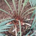 Cycas panzhihuaensis 樹皮