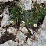 Saxifraga caesia Blüte