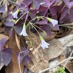 Oxalis triangularisപുഷ്പം