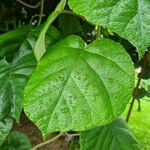 Actinidia chinensisList