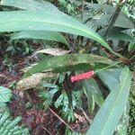 Anthurium bakeri Leaf