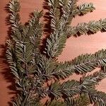 Abies alba Liść