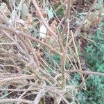 Caryopteris clandonensis Кора